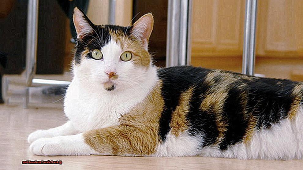 Are Calico Cats Good Pets-2