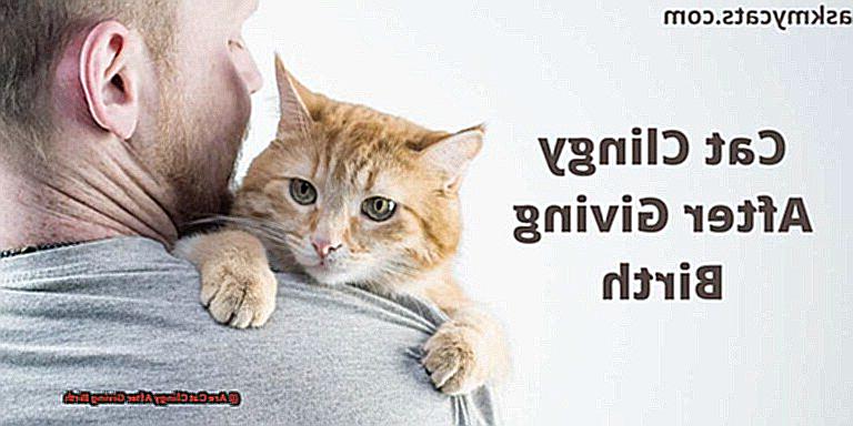 Are Cat Clingy After Giving Birth-2