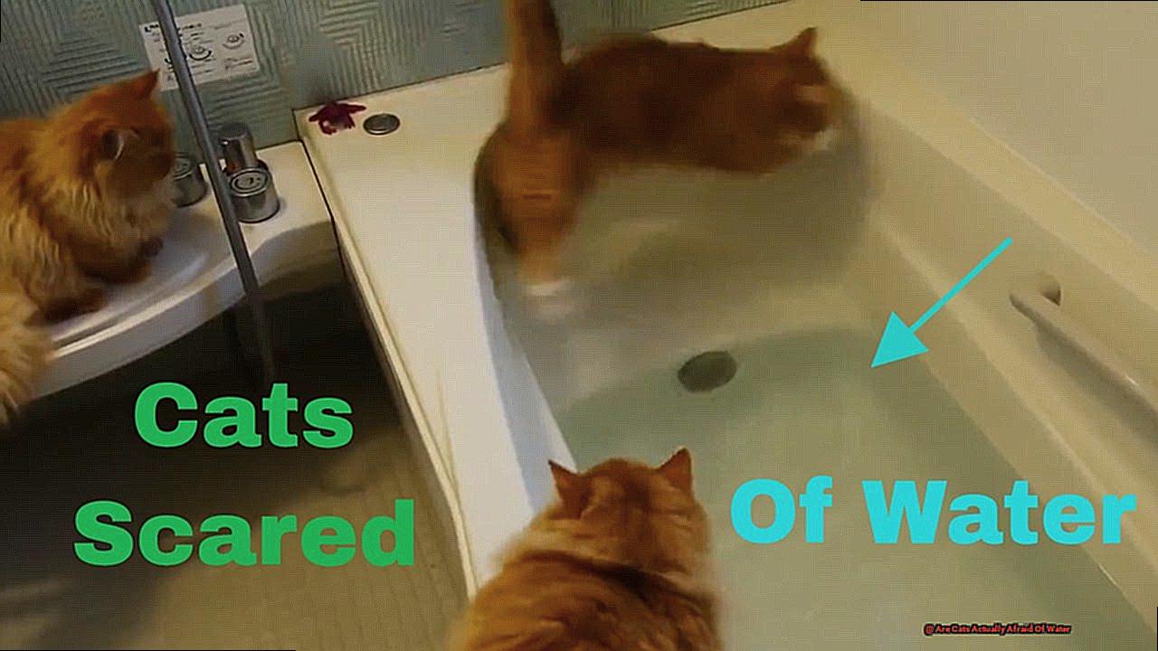 Are Cats Actually Afraid Of Water-2