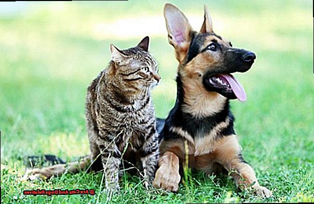 Are Cats And Dogs Relatives-2