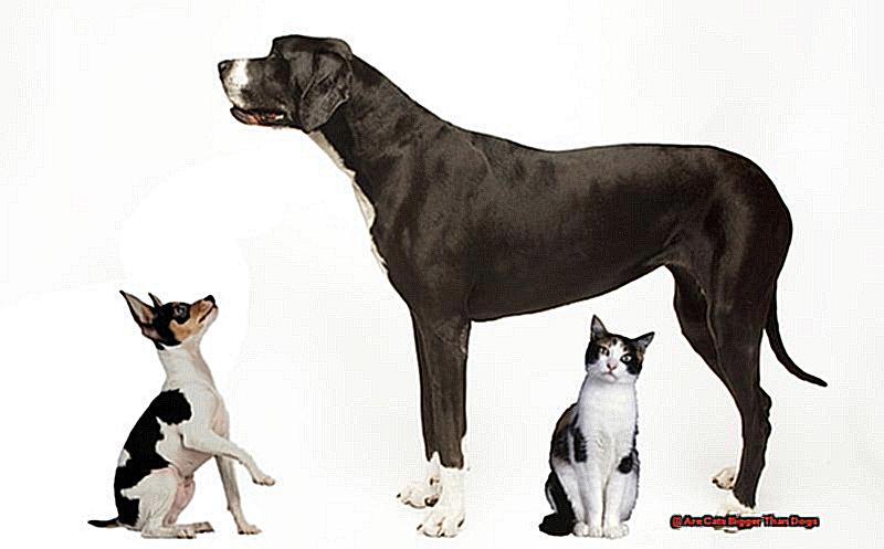 Are Cats Bigger Than Dogs-2
