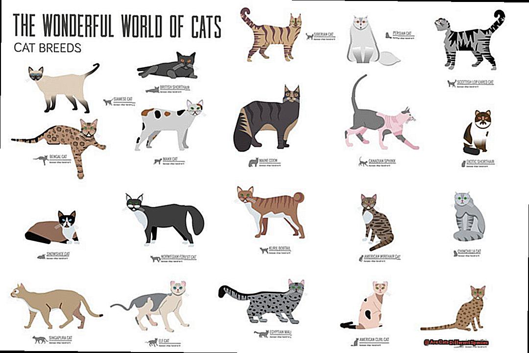 Are Cats Different Species-2