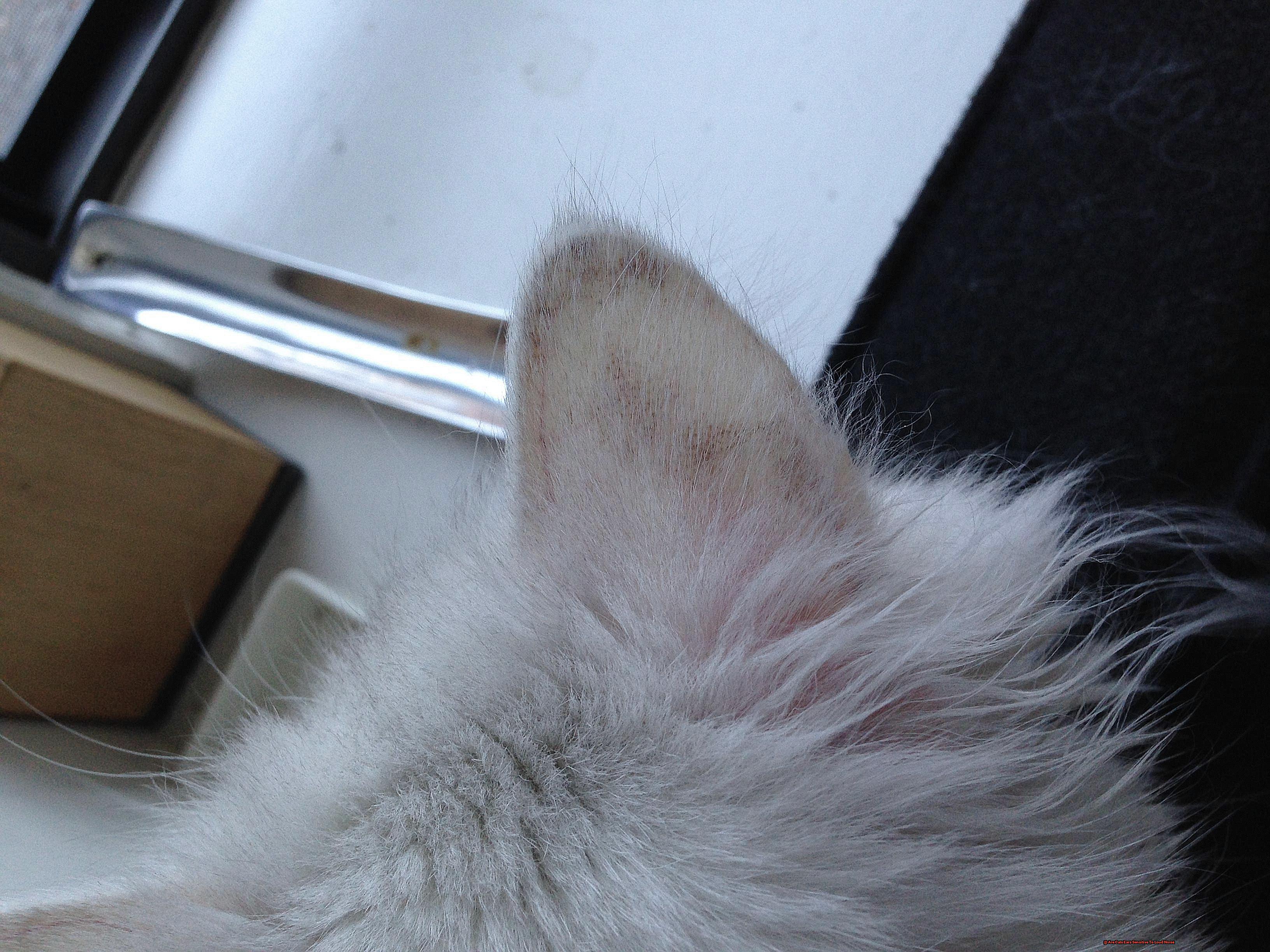 Are Cats Ears Sensitive To Loud Noise-3