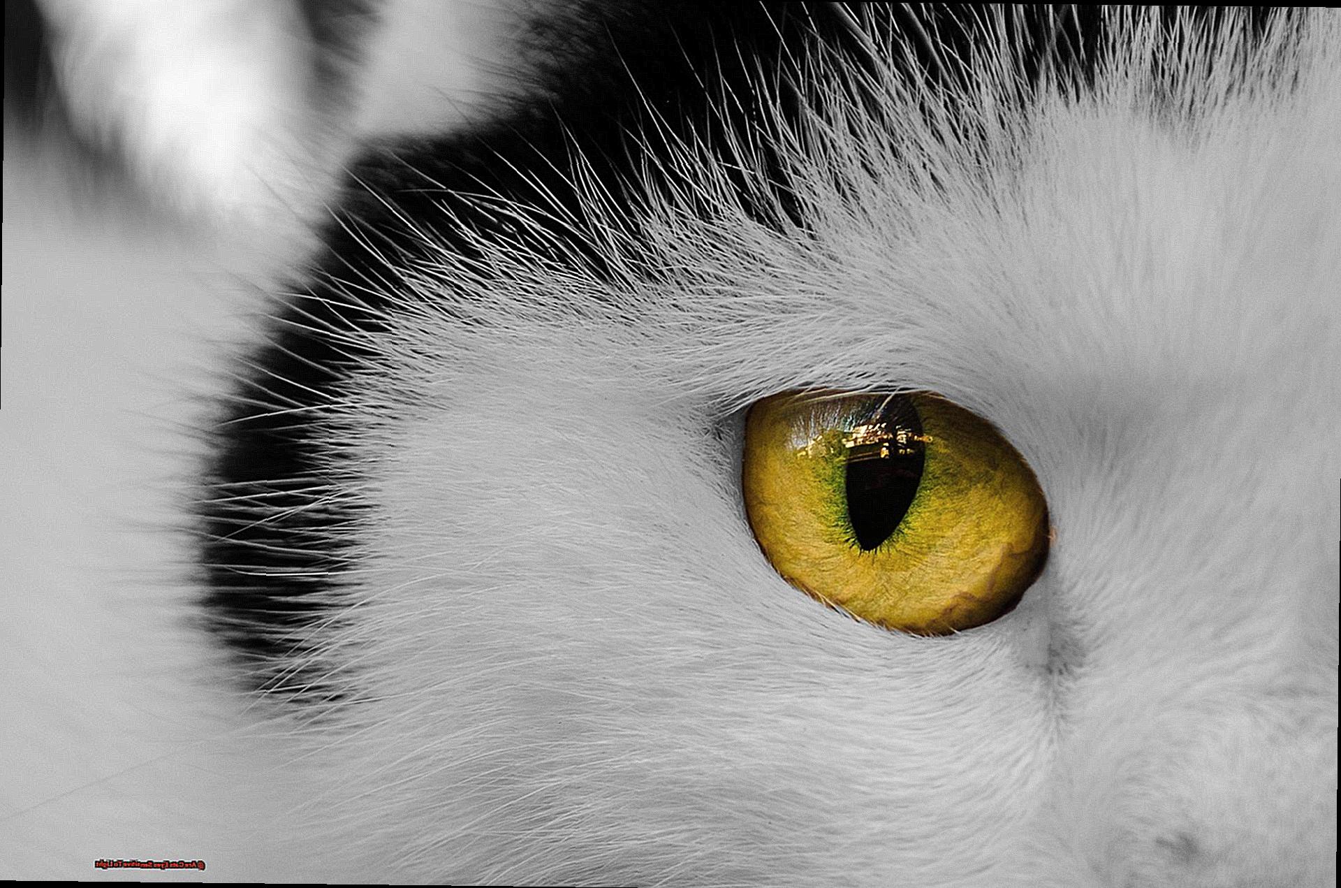 Are Cats Eyes Sensitive To Light-2