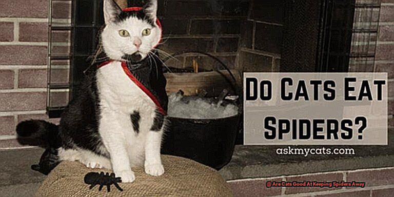 Are Cats Good At Keeping Spiders Away-2