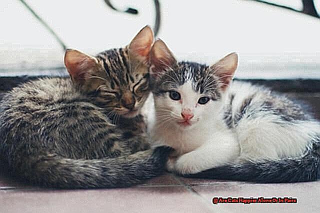 Are Cats Happier Alone Or In Pairs-3