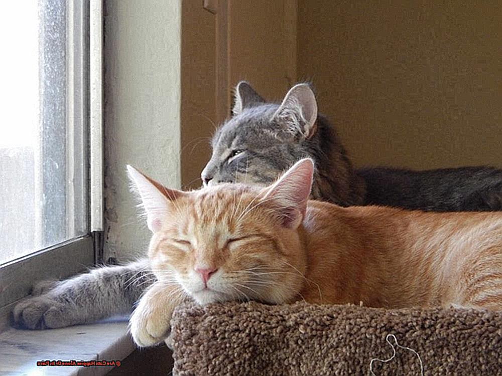 Are Cats Happier Alone Or In Pairs-2