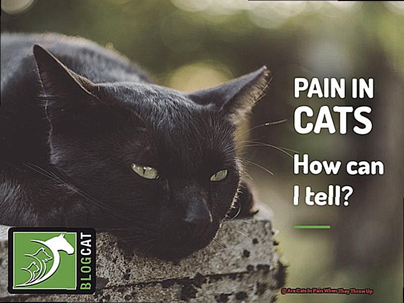 Are Cats In Pain When They Throw Up-2
