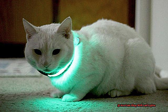 Are Cats Okay With Led Lights-3
