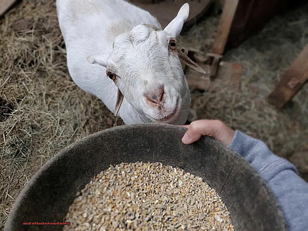 What Grains Are Good For Goats-3