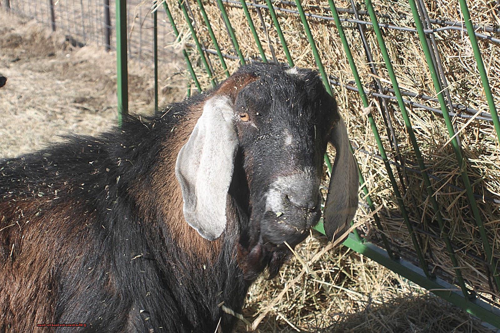 What Grains Are Good For Goats-2