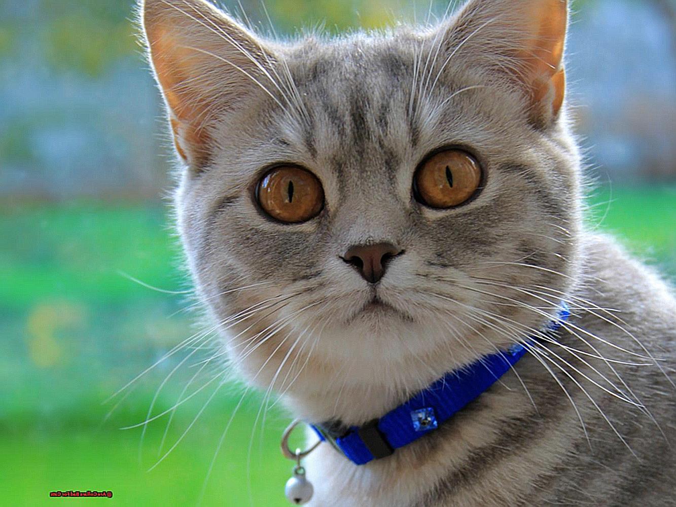 Are Collars Bad For Cats-2