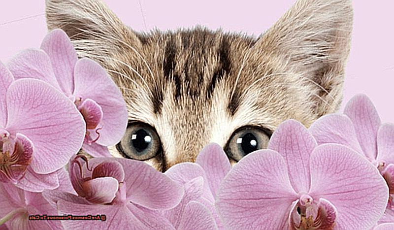 Are Cosmos Poisonous To Cats-3