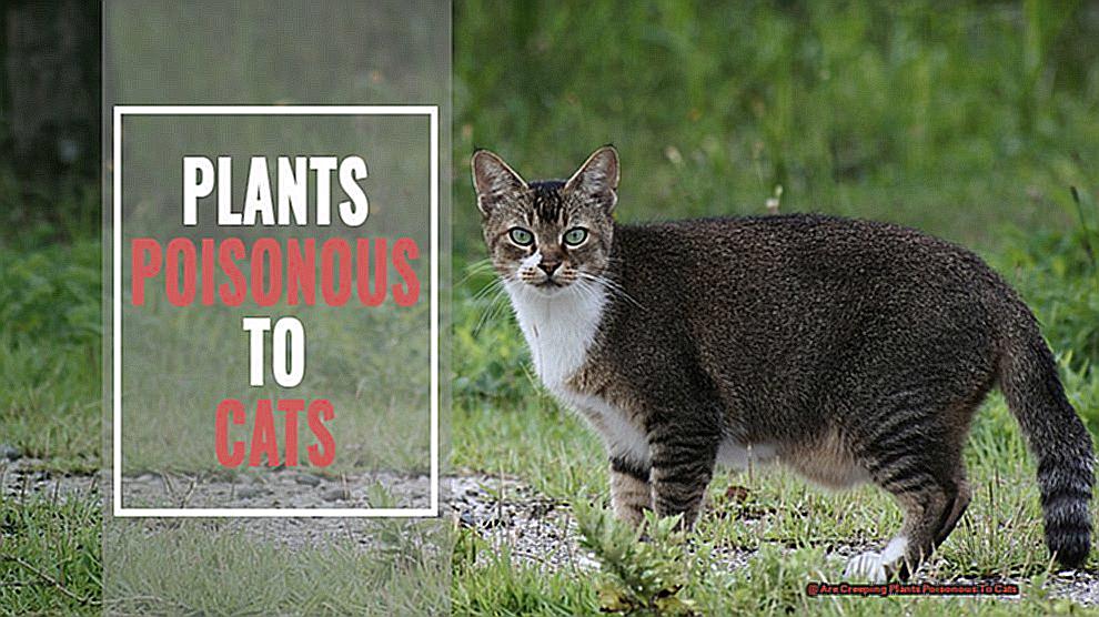 Are Creeping Plants Poisonous To Cats-2